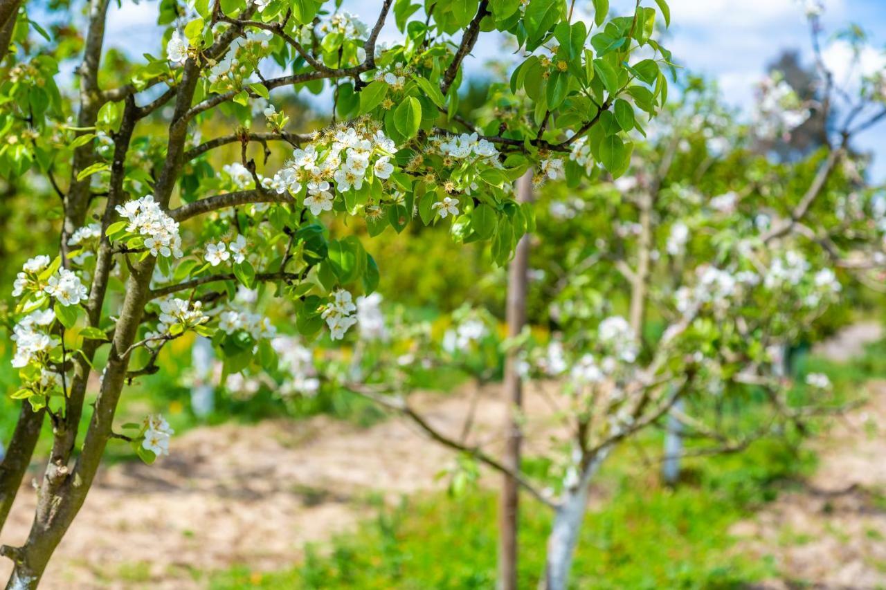 Chitaka's Organic In Ribatejo * Santo Estevao (Santarem)
