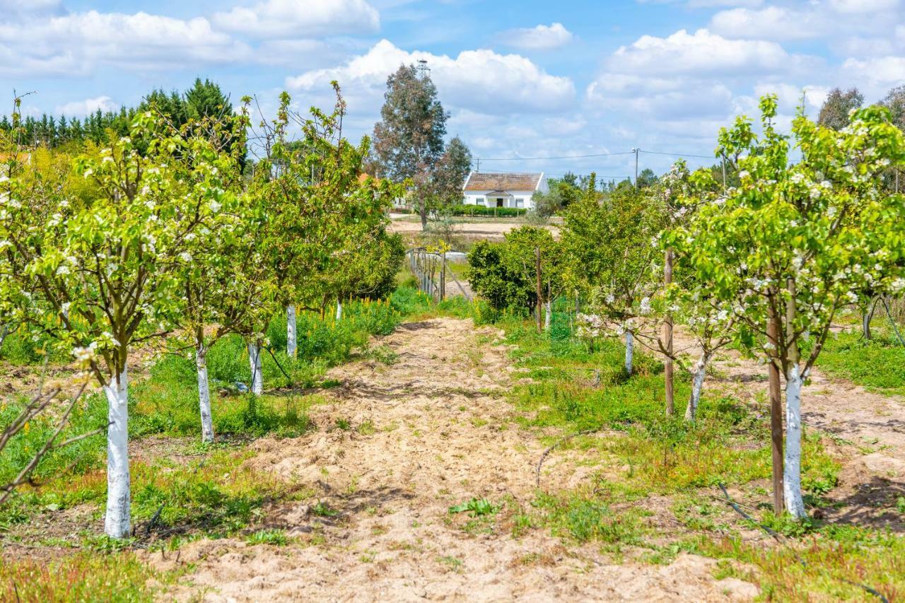 Chitaka's Organic In Ribatejo *